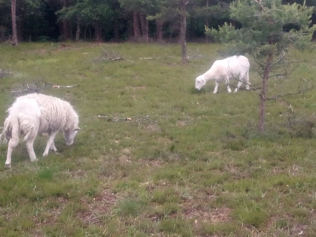 Easy Care in Organic conversion ewe hoggets - Image 2