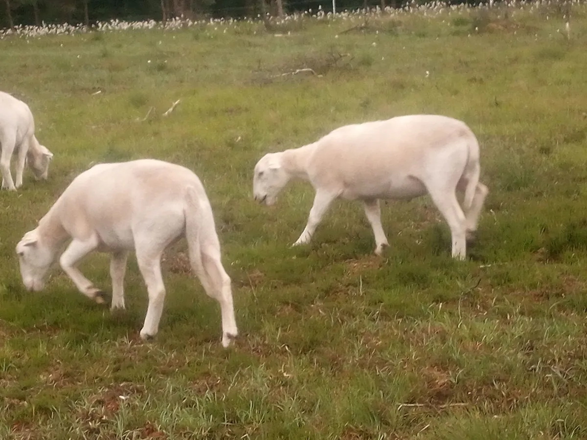 Easy Care in Organic conversion ewe hoggets - Image 3