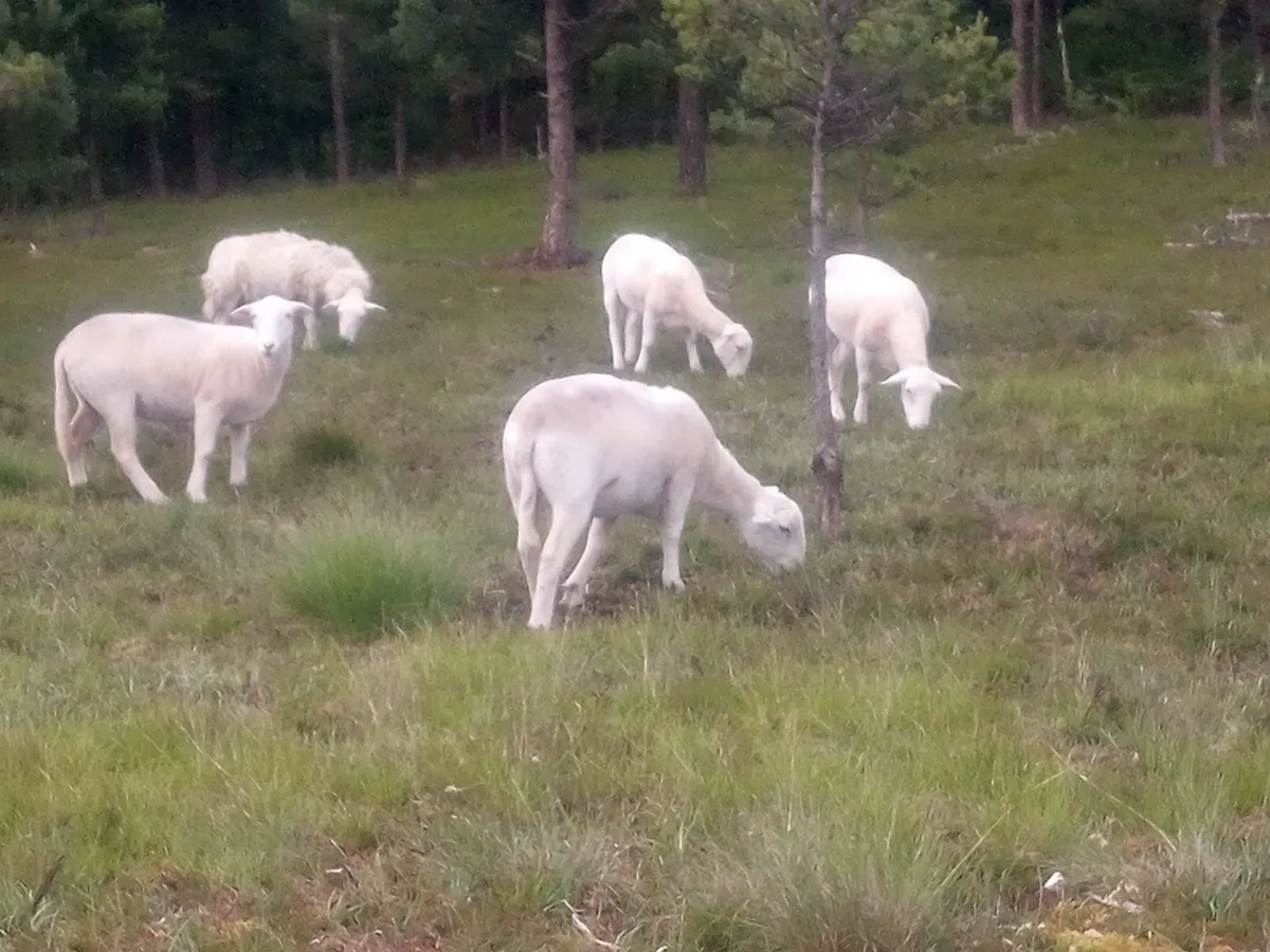Easy Care in Organic conversion ewe hoggets - Image 4