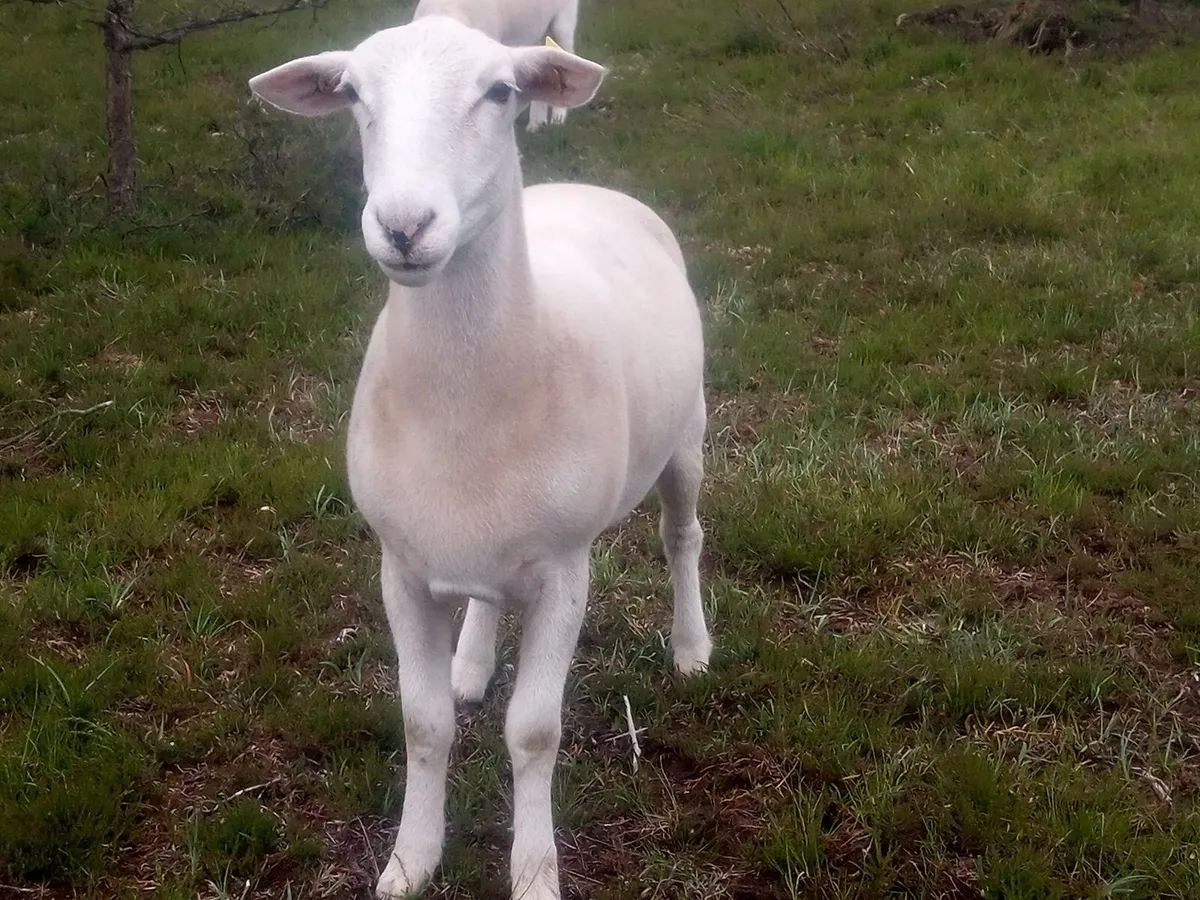 Easy Care in Organic conversion ewe hoggets - Image 1