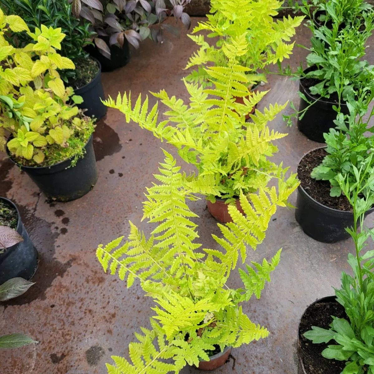 50 super flowering plants/shrubs - Image 3