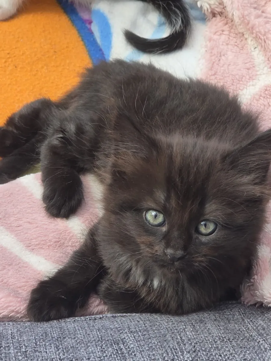 Kittens - Image 1