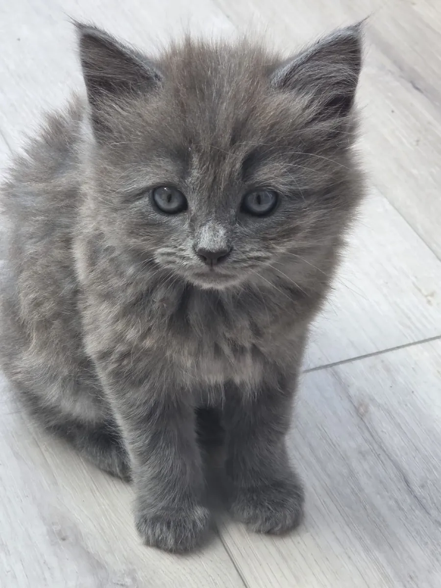 Kittens - Image 2