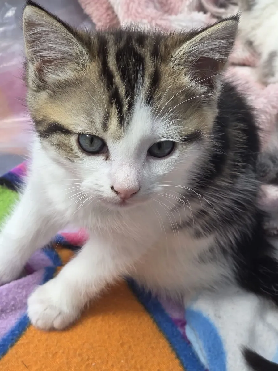 Kittens - Image 3