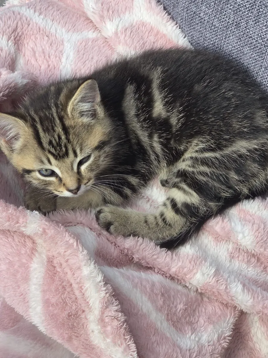 Kittens - Image 4