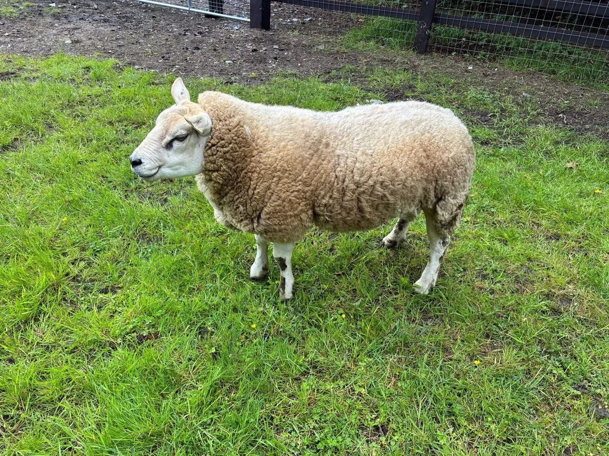 Texel Ram - Image 2