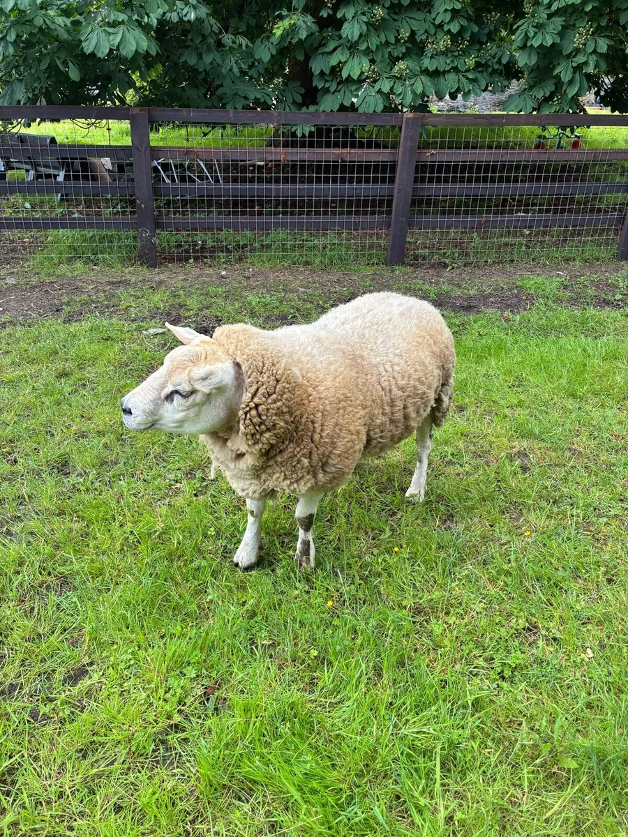 Texel Ram - Image 3