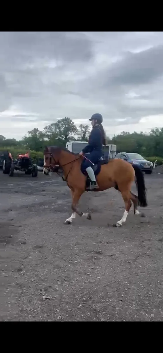 13.1 Welsh pony - Image 2