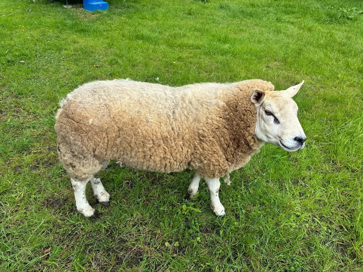 Texel Ram - Image 1