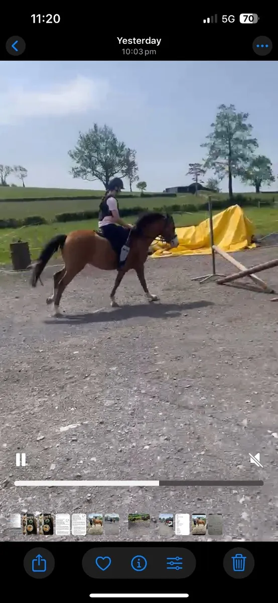 13.1 Welsh pony - Image 3