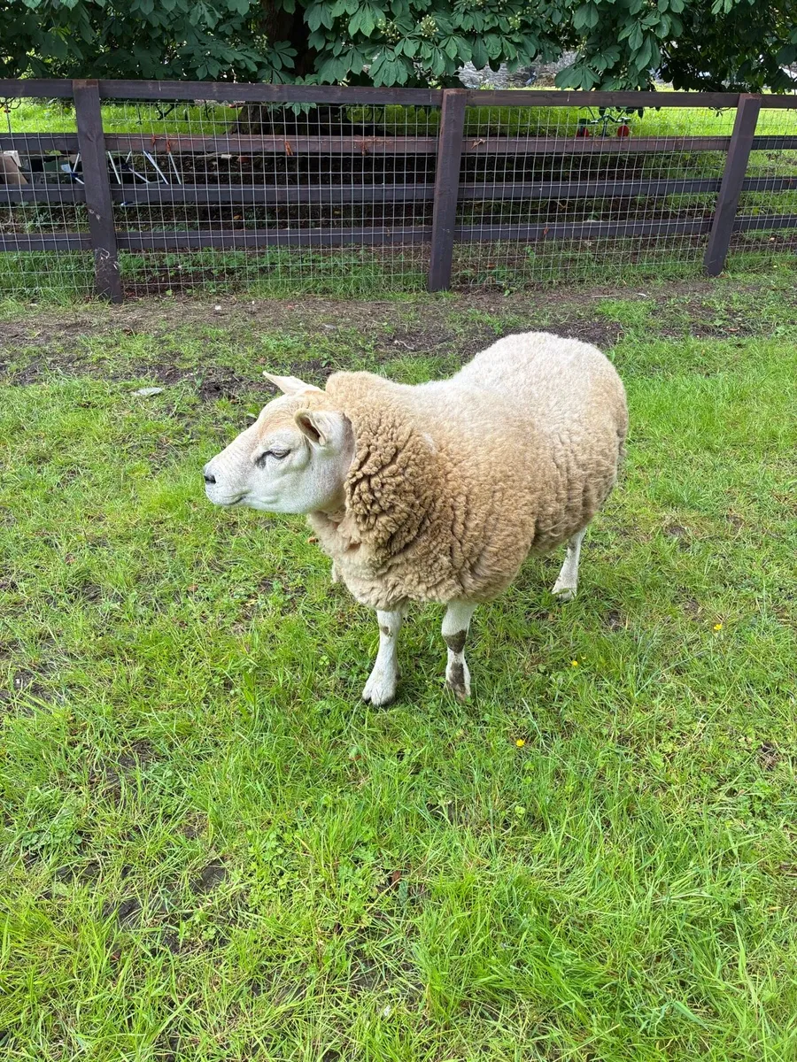 Texel Ram - Image 4