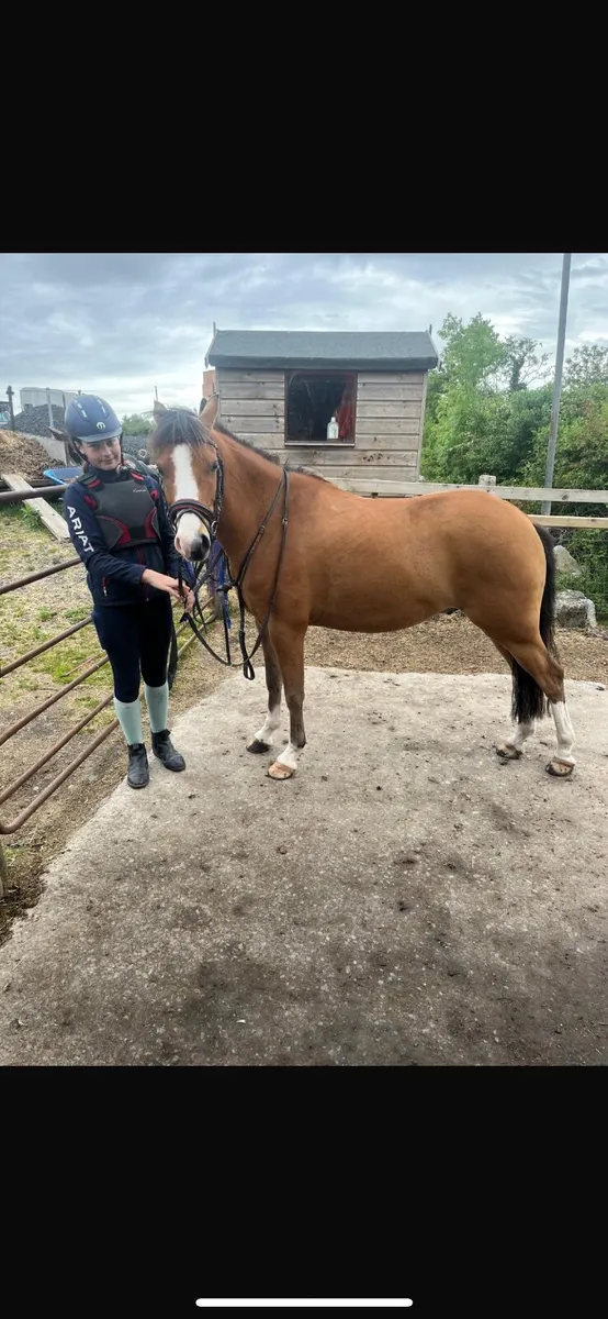 13.1 Welsh pony - Image 1