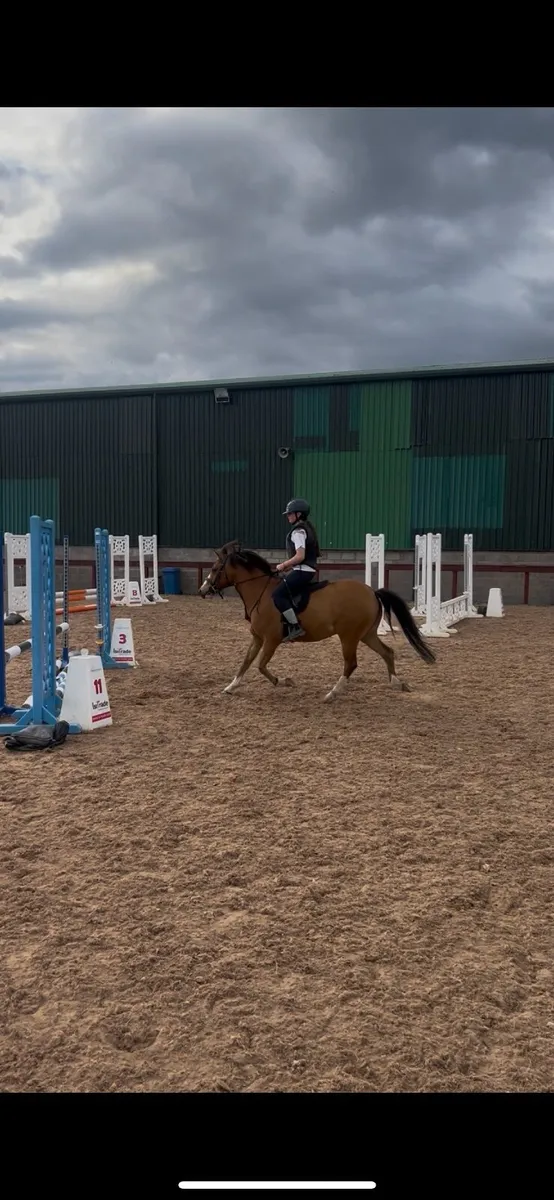 13.1 Welsh pony - Image 4