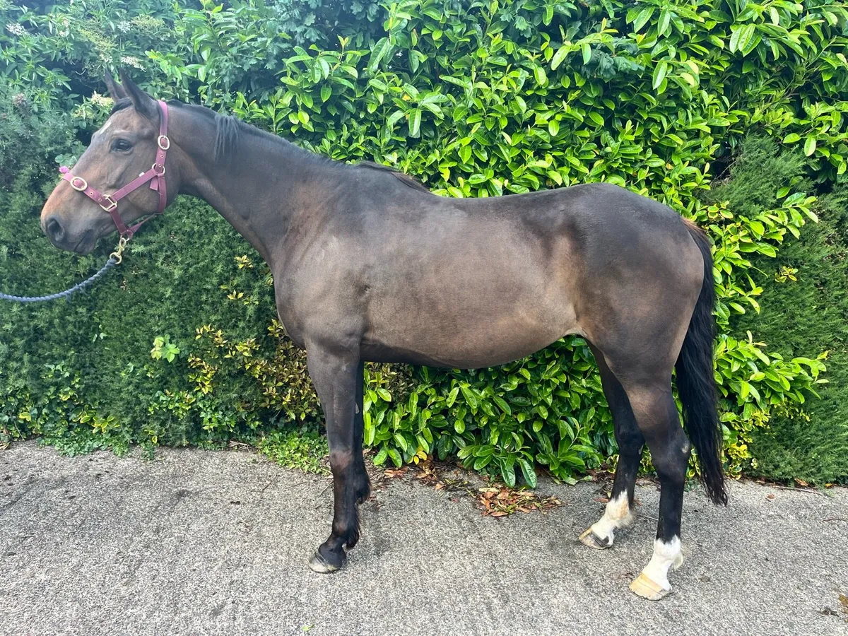 8 year old ISH mare - Image 1