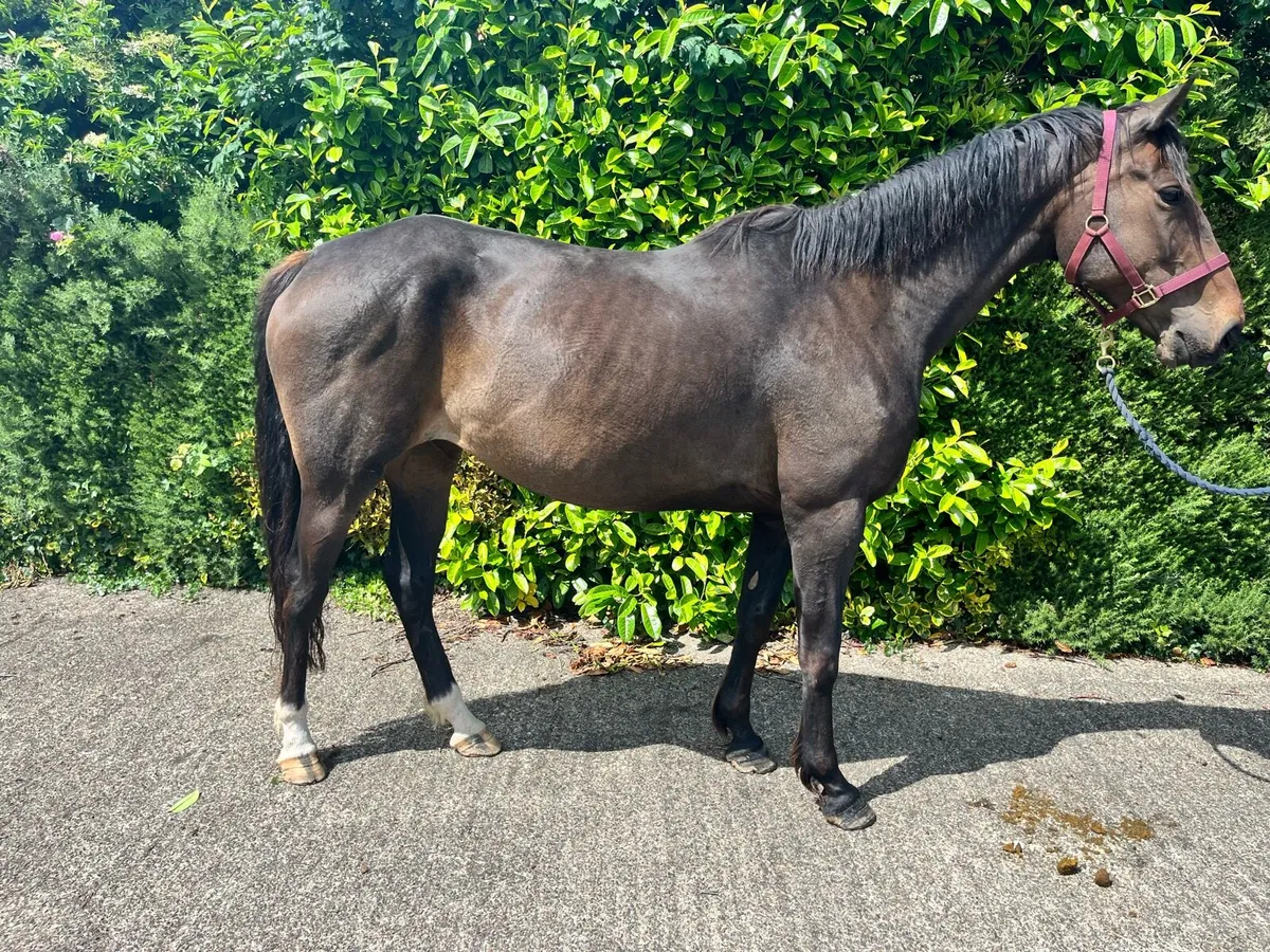 8 year old ISH mare - Image 2