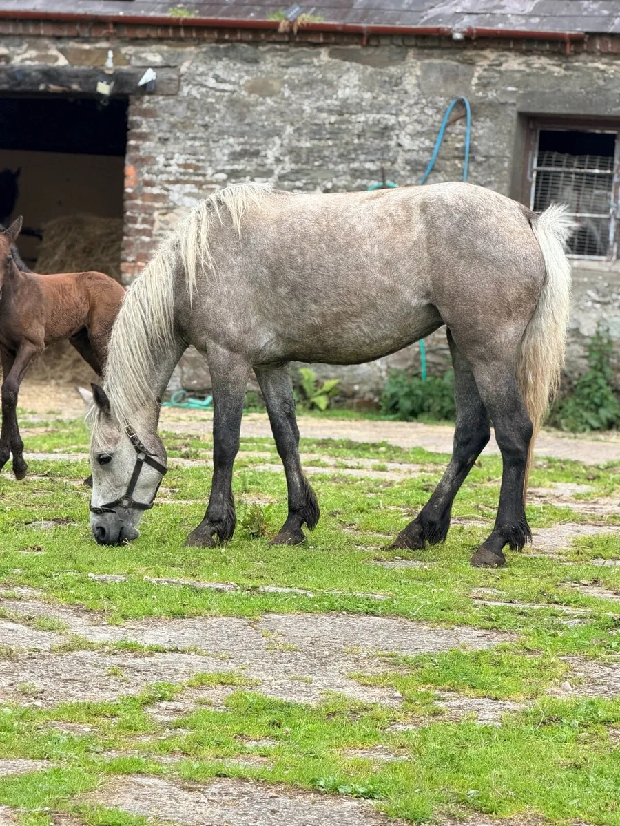 Connemara mare and foal - Image 2
