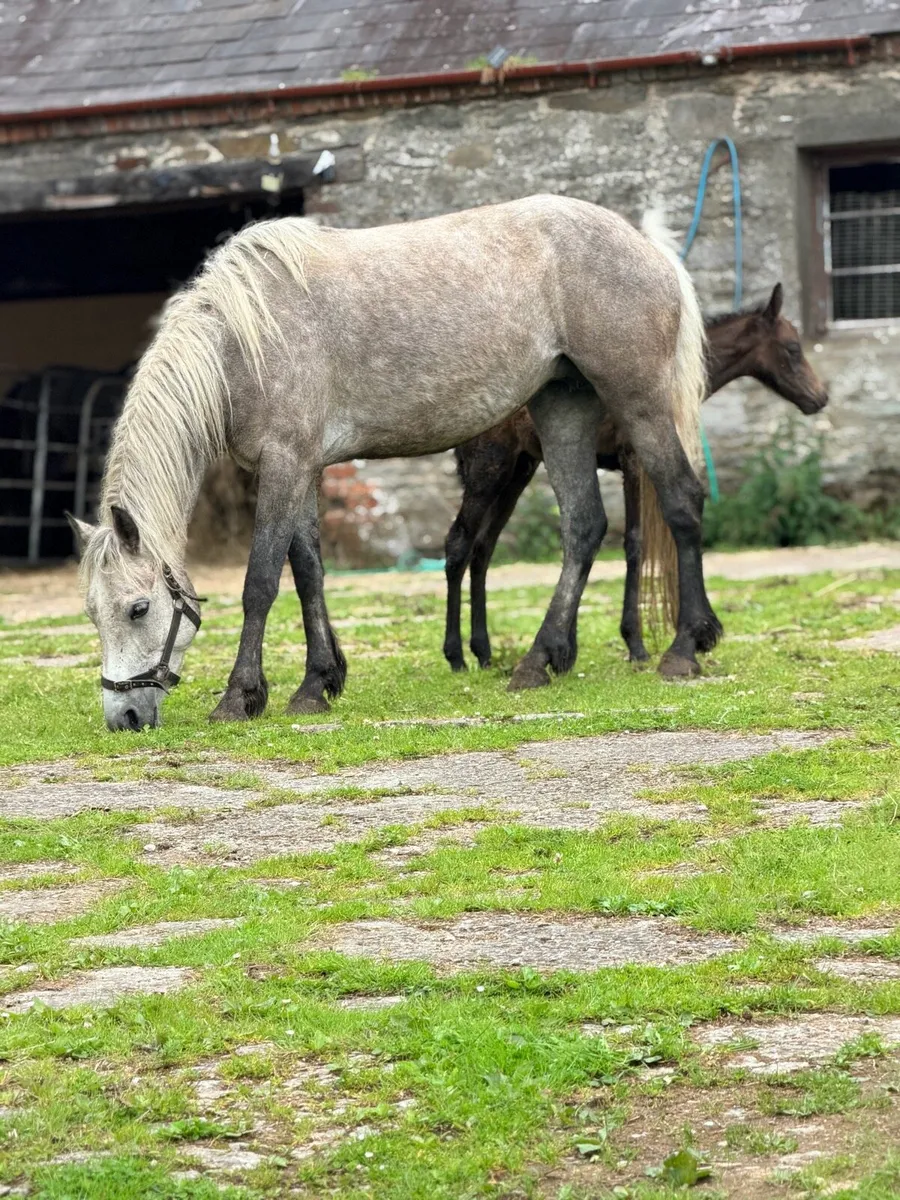 Connemara mare and foal - Image 3