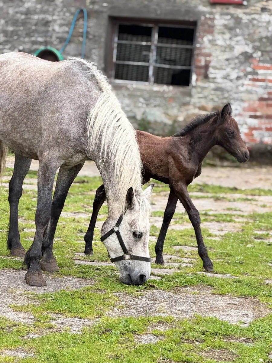 Connemara mare and foal - Image 4
