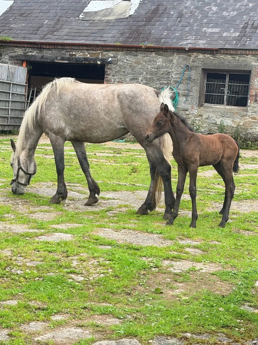 Connemara mare and foal - Image 1