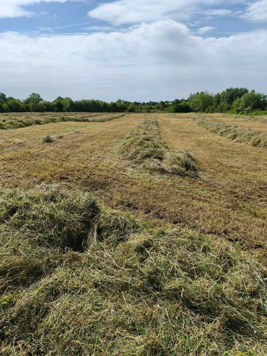 Round bales of silage - Image 2