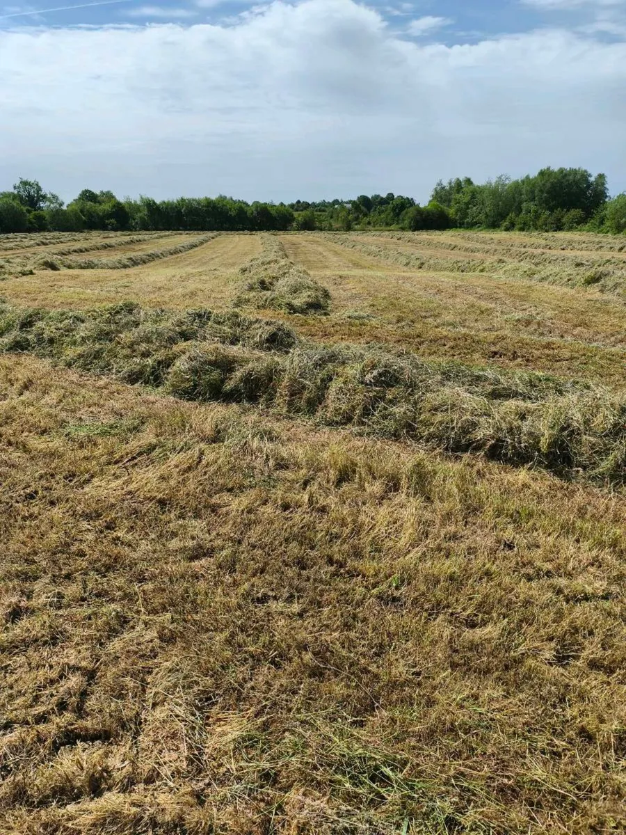 Round bales of silage - Image 3
