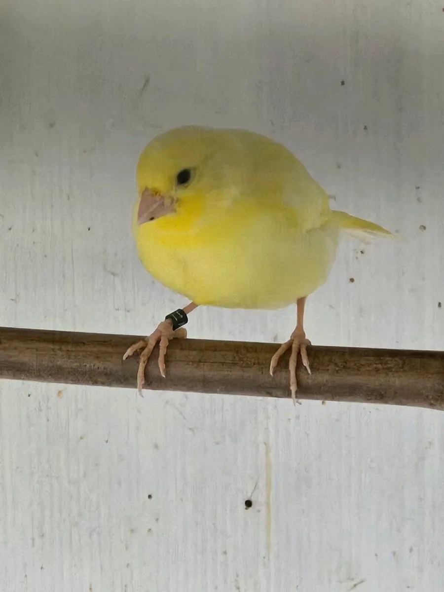 Canaries - Image 2