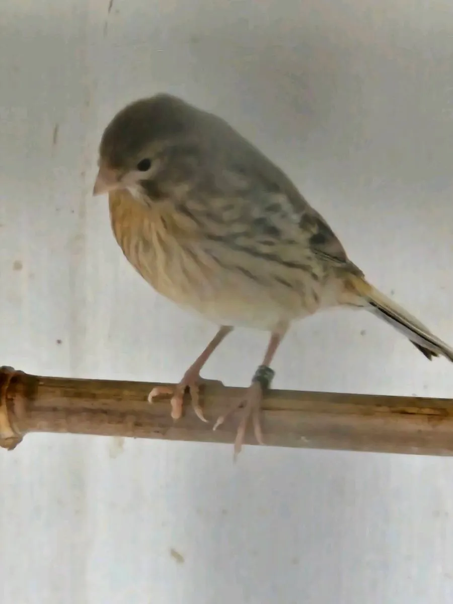 Canaries - Image 3