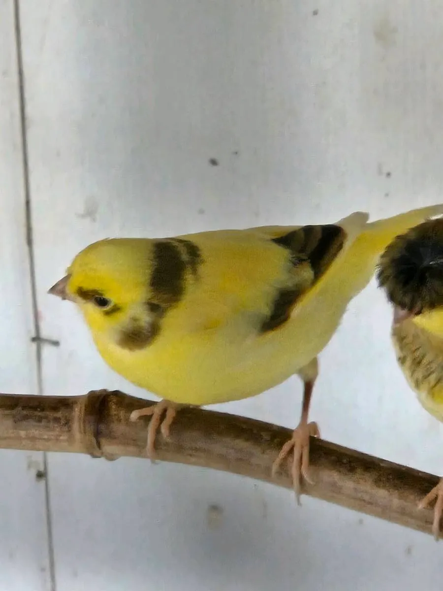 Canaries - Image 1