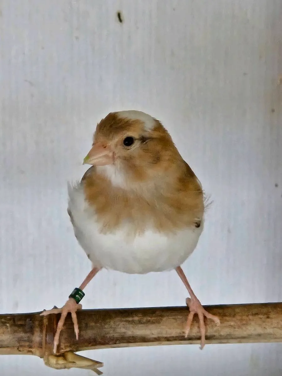 Canaries - Image 4