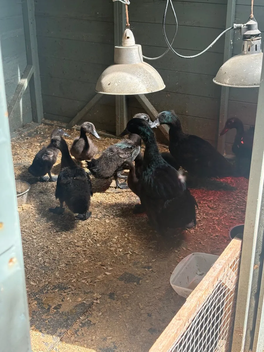 Cayuga Ducks - Image 1