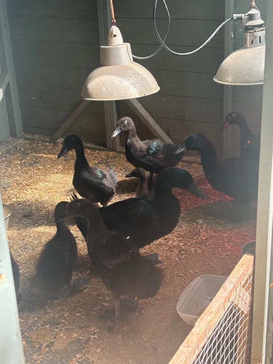Cayuga Ducks - Image 2