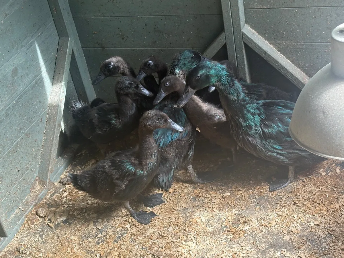 Cayuga Ducks - Image 3