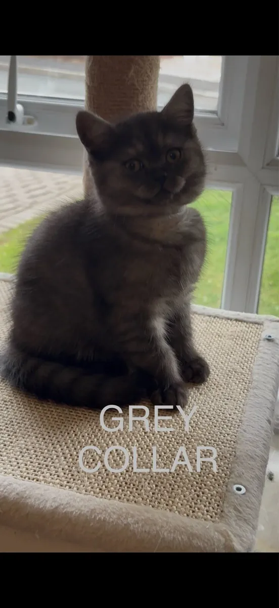 😻Last one .. British Shorthair Kittens - Image 1