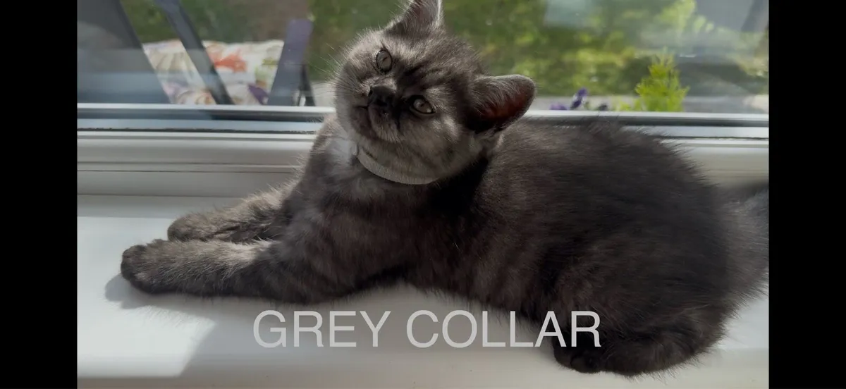 😻Last one .. British Shorthair Kittens - Image 3