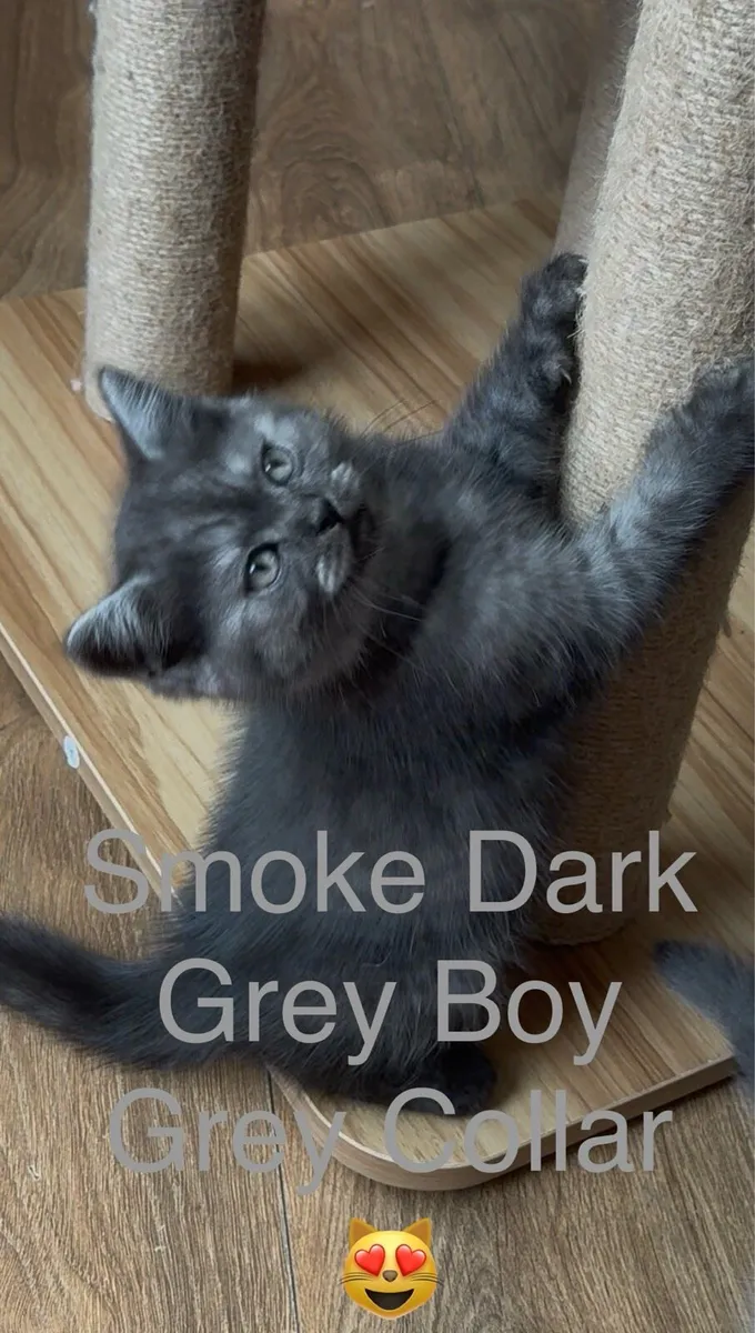 😻Last one .. British Shorthair Kittens - Image 4
