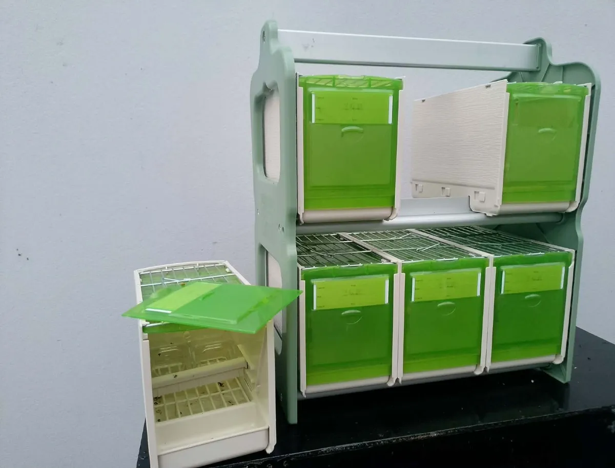 bird cages - Image 2