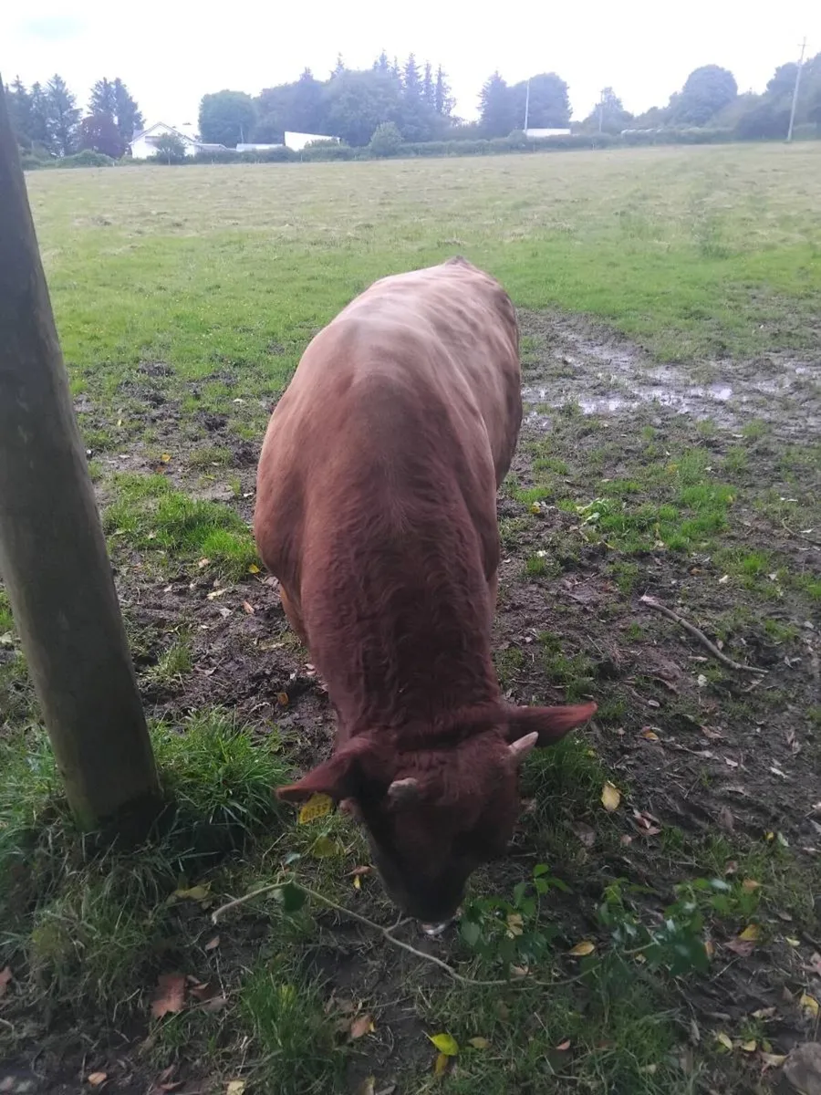 Dexter Bull Organic - Image 3
