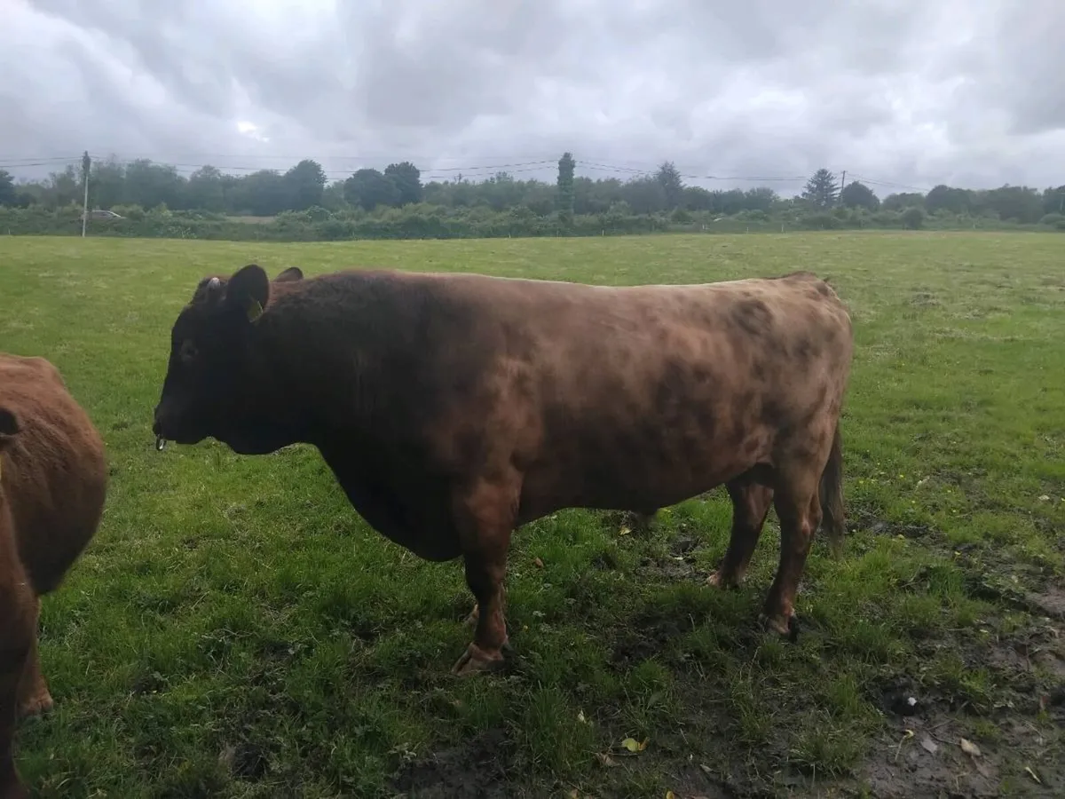 Dexter Bull Organic - Image 4