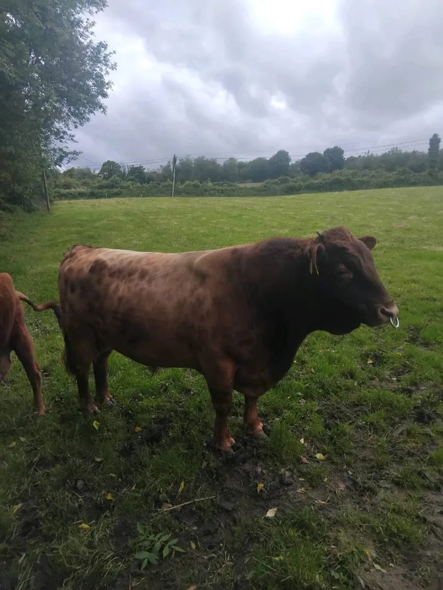 Dexter Bull Organic - Image 1
