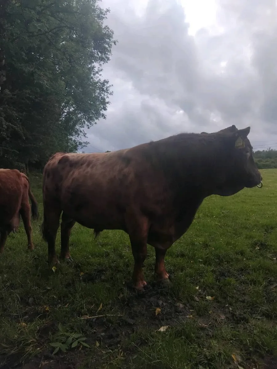 Dexter Bull Organic - Image 2