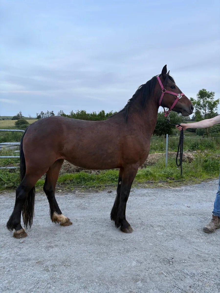 3 yr old Connemara pony - Image 1
