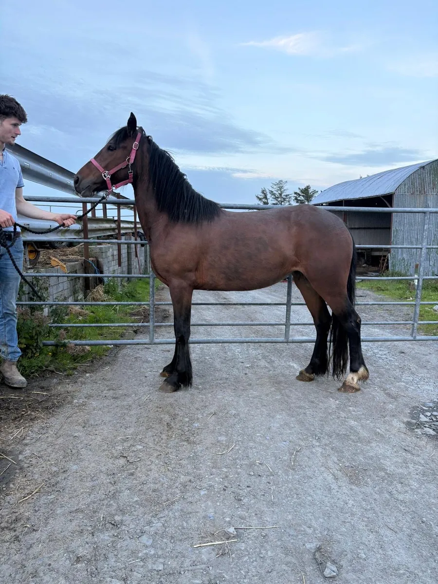3 yr old Connemara pony - Image 2