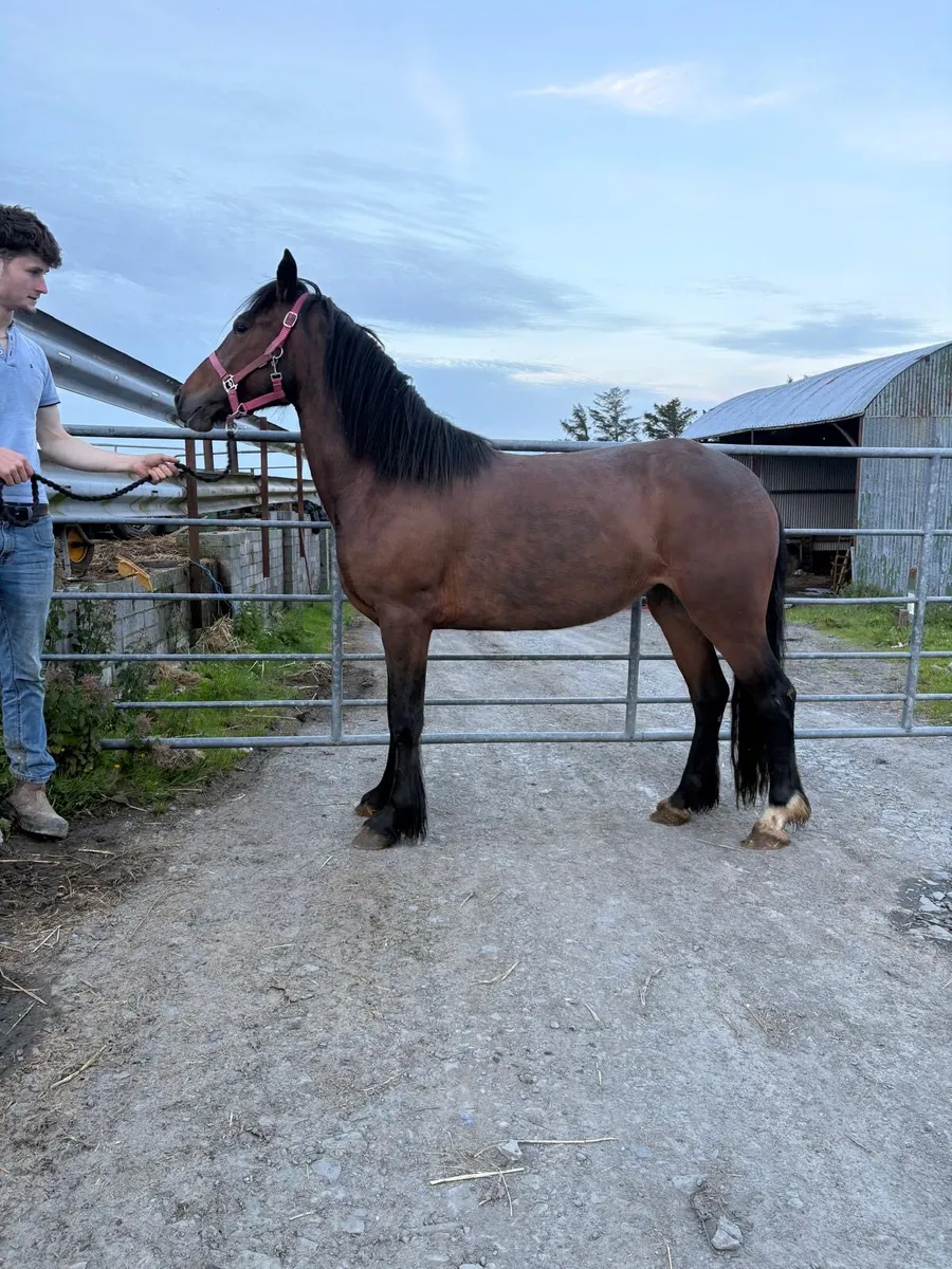 3 yr old Connemara pony - Image 3