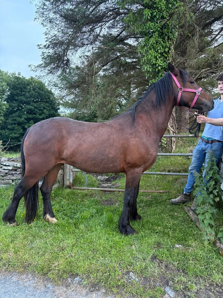 3 yr old Connemara pony - Image 4