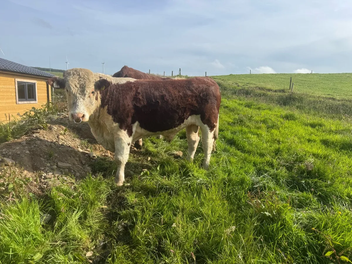 Hereford Bulls - Image 2