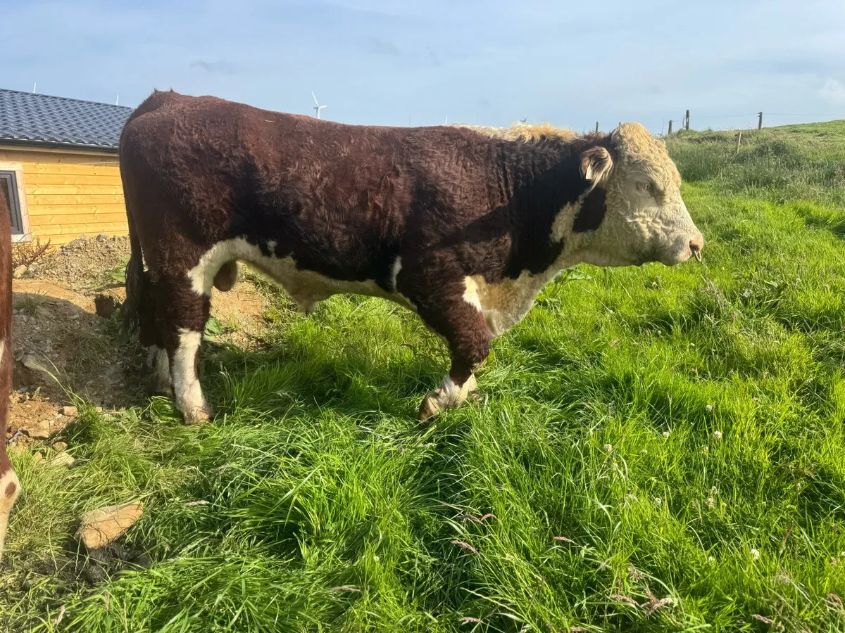 Hereford Bulls - Image 3