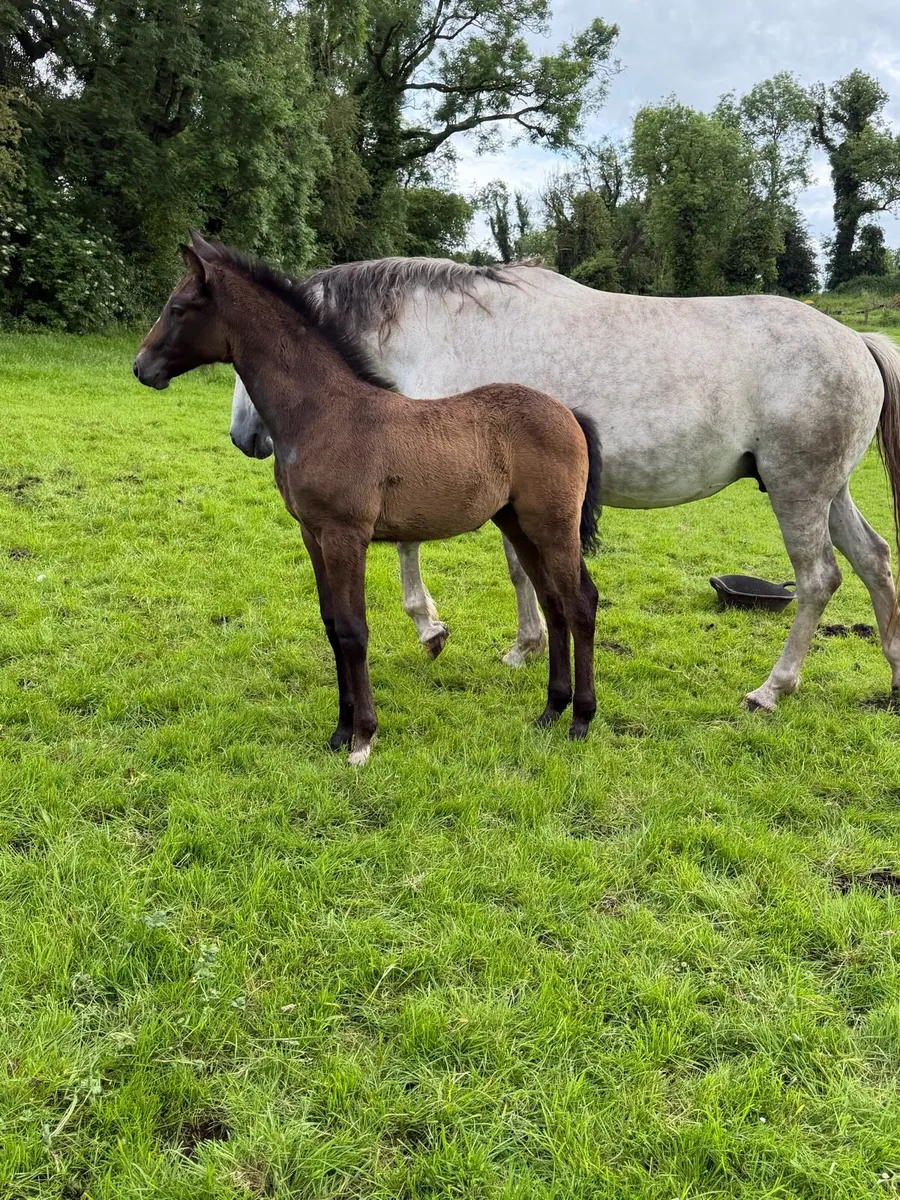 Mare by clover echo & foal by Quality Time - Image 1