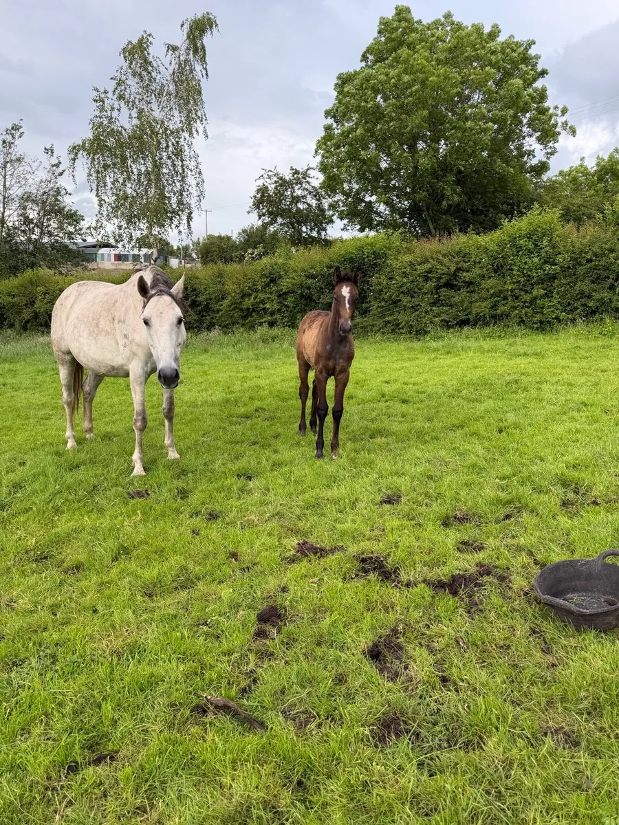 Mare by clover echo & foal by Quality Time - Image 2