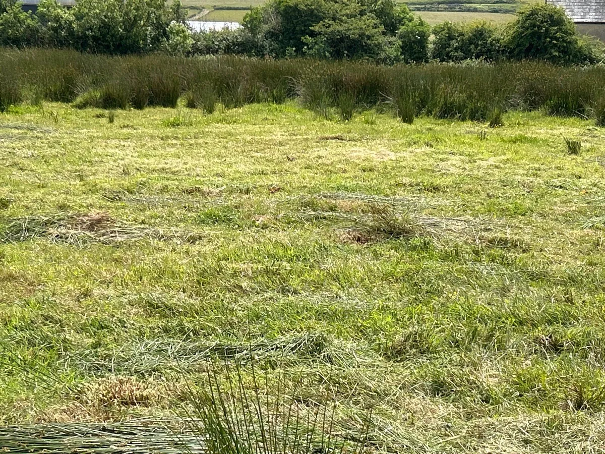 Rushy field available to cut for bedding - Image 2