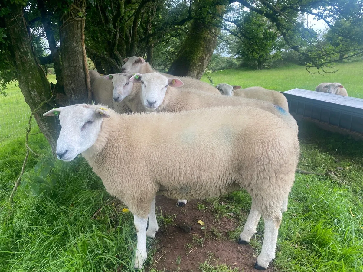 Ram lambs - Image 2